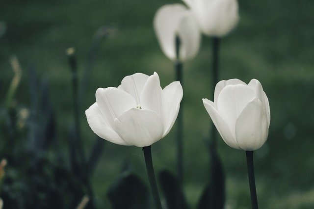 Autors: pixabay.com