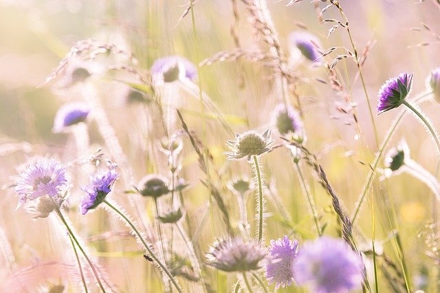 Autors: pixabay.com