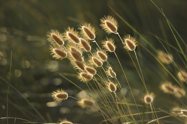 Autors: pixabay.com