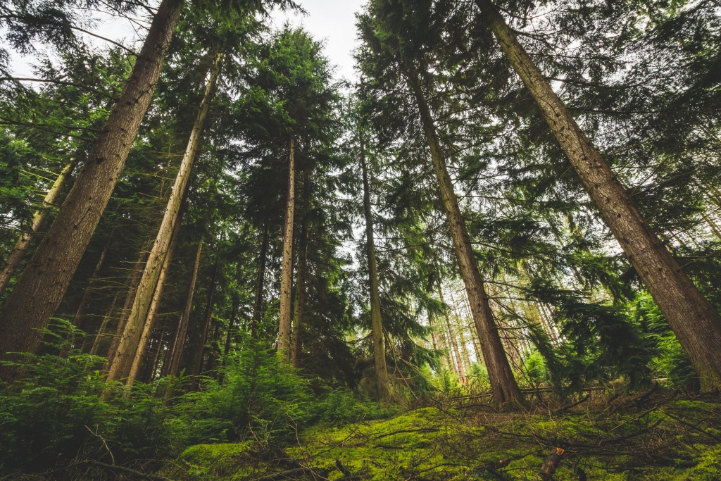 Autors: pexels.com