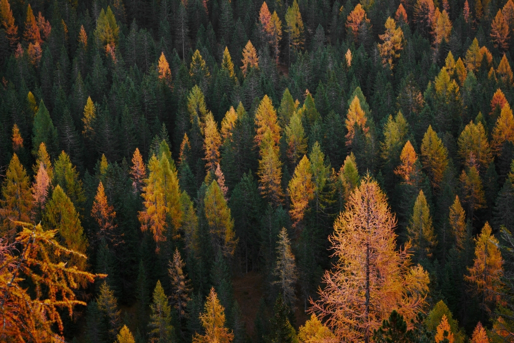 Autors: unsplash.com
