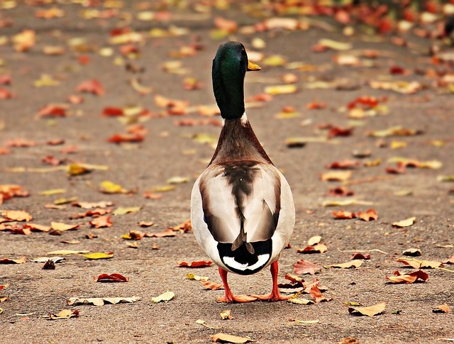 Autors: pixabay.com