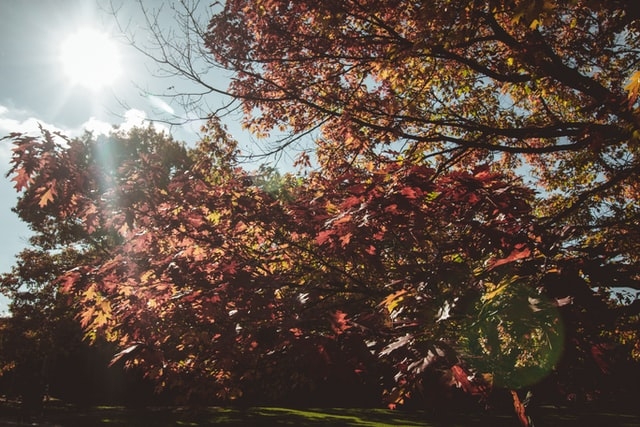 Autors: unsplash.com