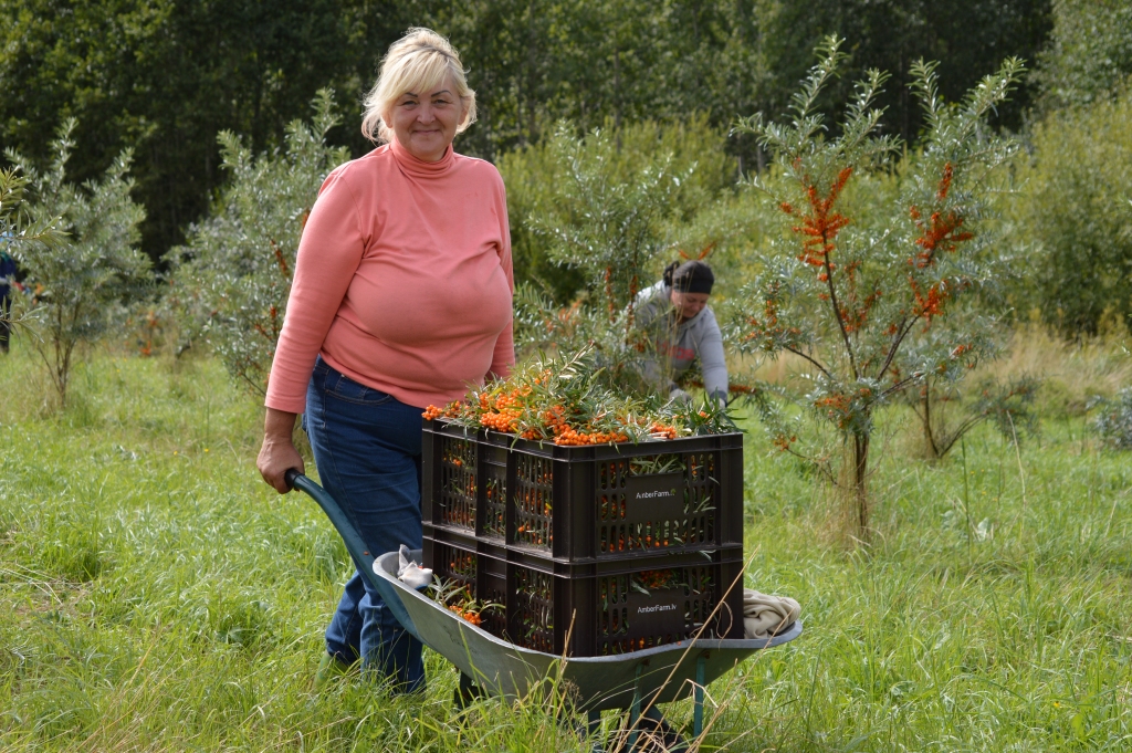 Dzintarfermas smiltsērkšķu plantācijā drīz noslēgsies liels, vairāku nedēļu ilgs rokudarbs – ogu vākšana. Tajā mainoties tika nodarbināti teju 100 sezonas lauku strādnieki.