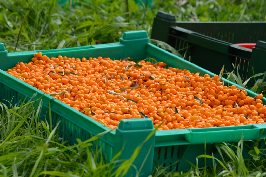 “Amberfarm” smiltsērkšķu ogas tiek pārstrādātas pilnībā, no to sulas un miziņām ražo teju 20 dažādus produktus.