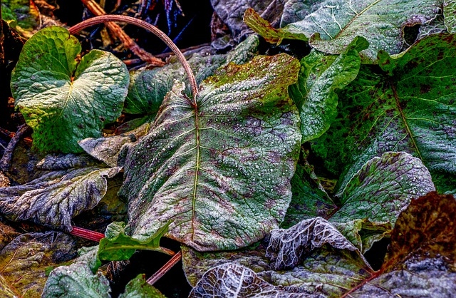 Autors: pixabay.com