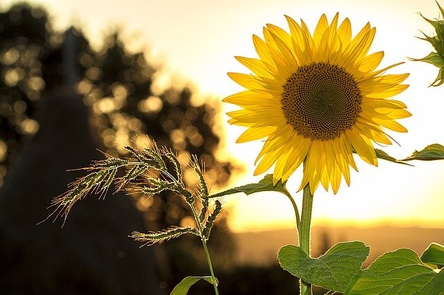 Autors: pixabay.com