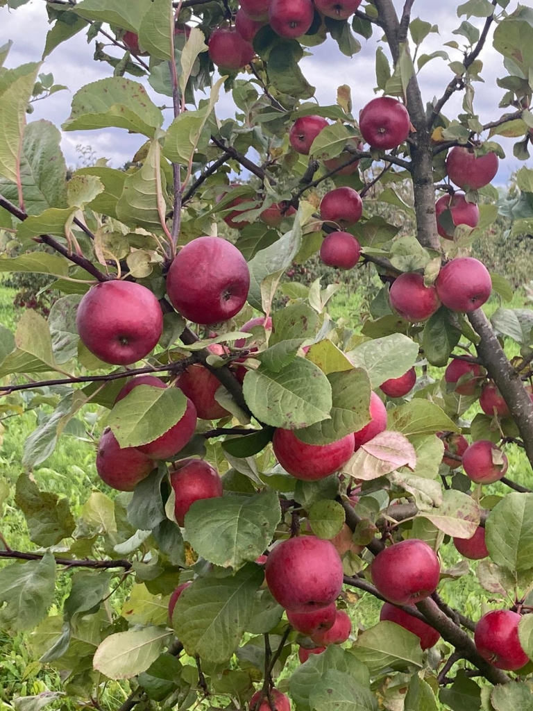 Saimniecībā “Oši” šogad ienākusies bagātīga ābolu raža.