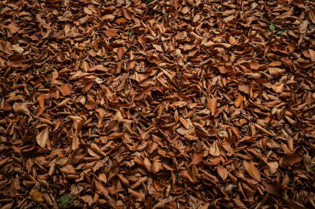 Autors: pexels.com