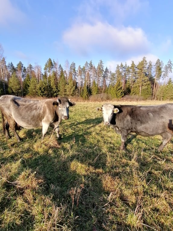 “Riekstu” ganāmpulka lepnums ir zilās govis. Attēlā māte Salaca un meita Sulemīte.