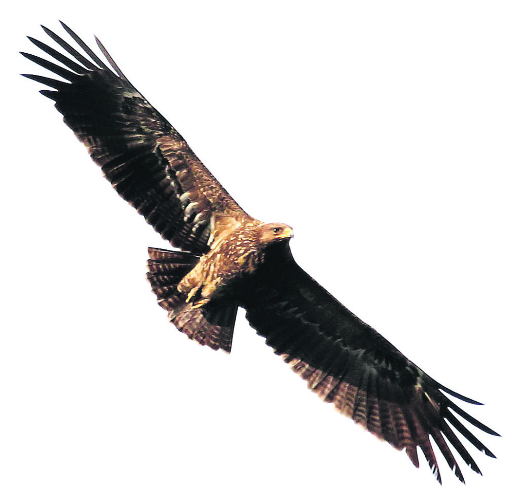 Mazais ērglis