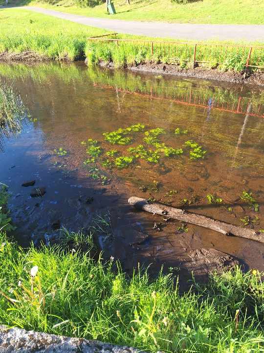 Jau kādu laiku cauri Valkas pilsētas teritorijai tekošajā Pedeles upē strauji mainās ūdens līmenis. Šie fotouzņēmumi, kuros var redzēt, kā upē strauji krītas ūdens līmenis 40 minūšu laikā, tapuši 22. maijā pie Valkas brīvdabas estrādes.
Autors: FOTO: VIKTORS BAVINS